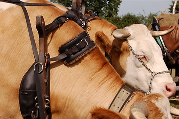 Image showing cow