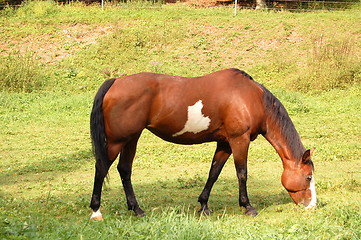 Image showing horse