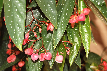 Image showing flowers