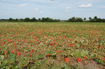 Image showing calabash