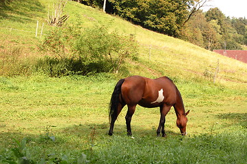 Image showing horse