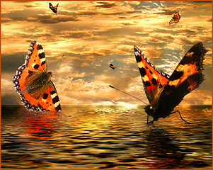 Image showing sunset butterflies