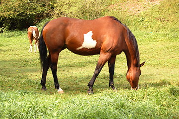 Image showing horse