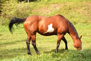 Image showing horse