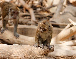 Image showing Monkey child sitting on fallen tree in zoo