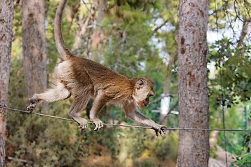Image showing Rope-walking monkey