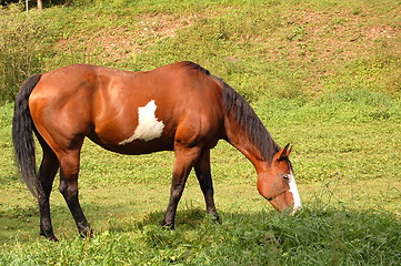 Image showing the horse