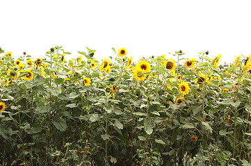 Image showing sunflowers