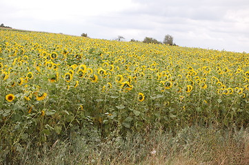 Image showing sunflowers