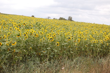 Image showing sunflower