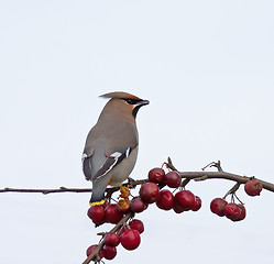 Image showing Bohemian Waxwing and berries