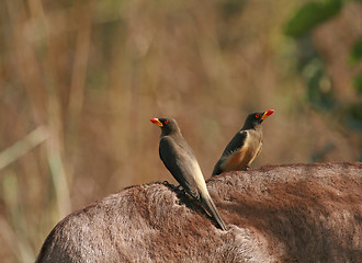 Image showing Yellow-billed Oxpeckers