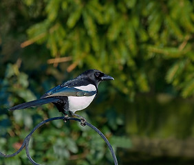 Image showing Common Magpie on feeder