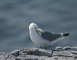 Image showing Kittiwake preening