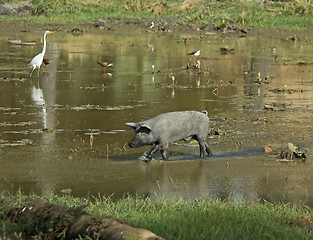 Image showing Pig in a Pond