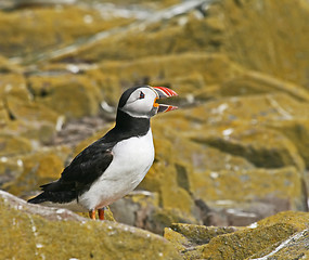 Image showing Atlantic Puffin bill open 