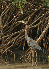 Image showing Purple Heron concealed