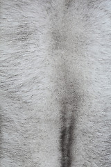 Image showing Fox fur