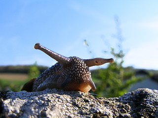 Image showing snail