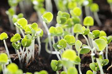 Image showing Basil seedlings