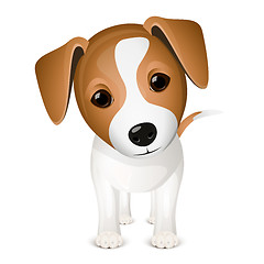 Image showing Little jack russel