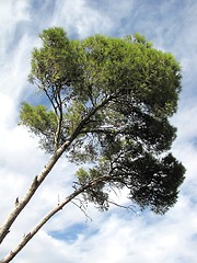 Image showing pine tree