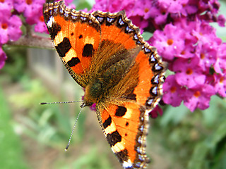 Image showing red admiral