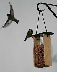 Image showing Birds