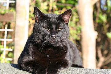 Image showing Black Cat