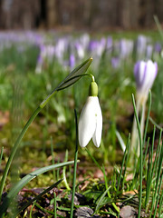 Image showing Foretaste of spring