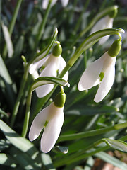 Image showing snowdrops in the spring sun