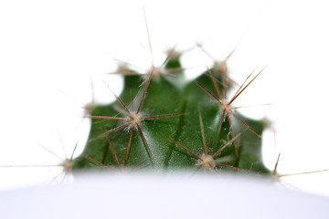 Image showing cactus