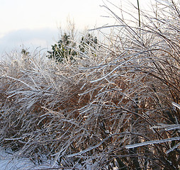 Image showing winter