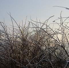 Image showing winter