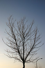 Image showing winter tree