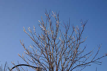 Image showing winter tree