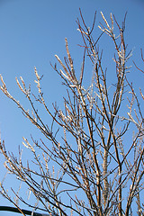 Image showing winter tree