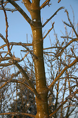 Image showing winter tree