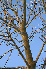 Image showing winter tree