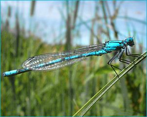 Image showing damsel fly