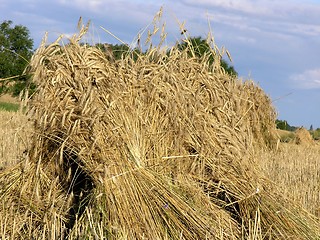 Image showing haystack