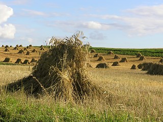 Image showing haystack