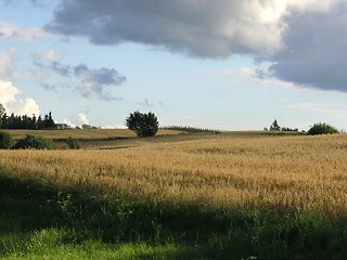 Image showing Field and sky