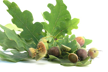 Image showing acorn