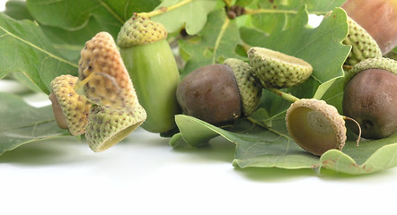 Image showing acorn