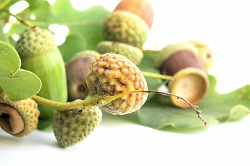 Image showing acorn