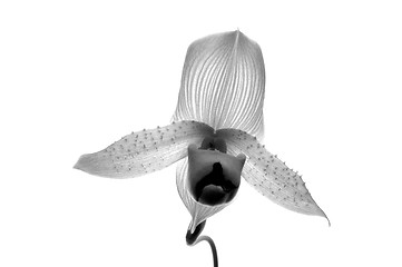 Image showing Infrared Orchid