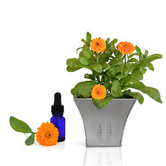 Image showing Marigold Essence and Flowers