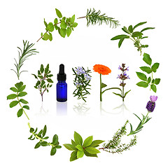 Image showing Medicinal and Culinary Herbs
