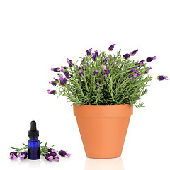 Image showing Lavender Herb Plant and Essence